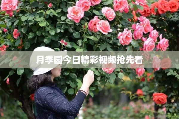 月季园今日精彩视频抢先看