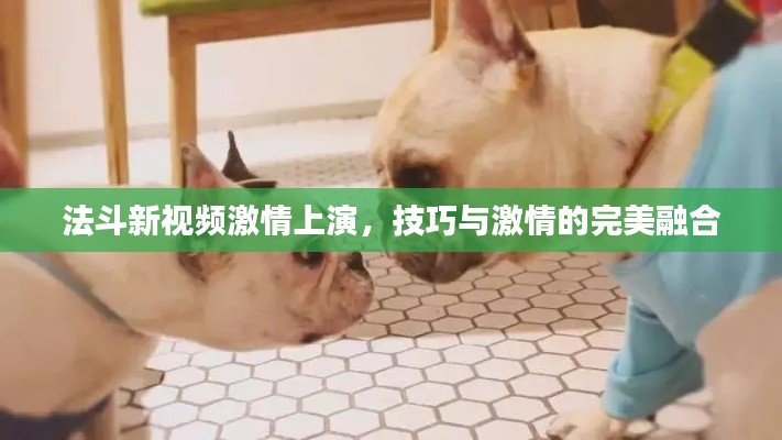 法斗新视频激情上演，技巧与激情的完美融合