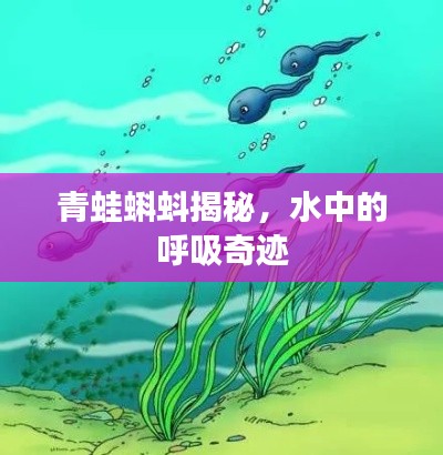 青蛙蝌蚪揭秘，水中的呼吸奇迹