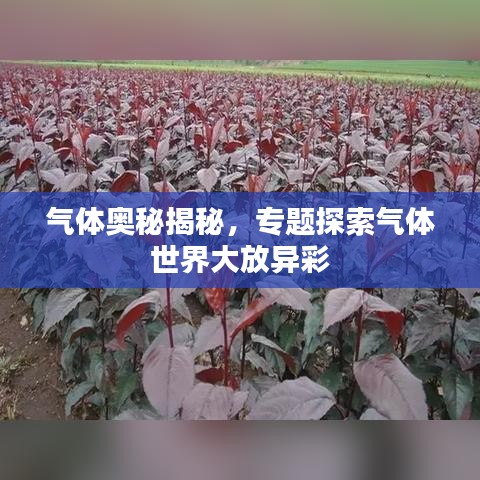 气体奥秘揭秘，专题探索气体世界大放异彩